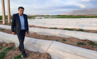 کشت ۱۸۰هکتاری مزارع کشت گوجه‌فرنگی و خیار به روش‌تونلی درشهرستان
