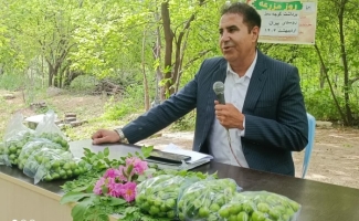 آغاز برداشت نوبرانه گوجه‌سبز وبرگزاری مراسم روز مزرعه در شهرستان