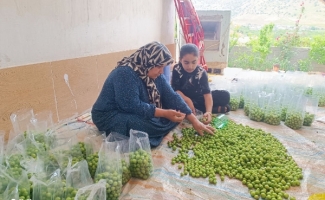 آغاز برداشت نوبرانه گوجه‌سبز و برگزاری مراسم روز مزرعه در سرپل‌ذهاب