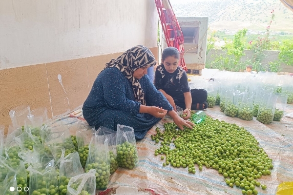 آغاز برداشت نوبرانه گوجه‌سبز و برگزاری مراسم روز مزرعه در سرپل‌ذهاب