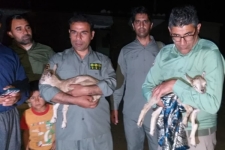 بازگشت 2رأس  بزغاله کوهی به دامان طبیعت در سرپل‌ذهاب