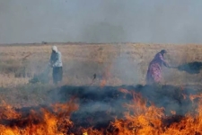 جارسوزی روشی مجرمانه برای آماده‌سازی اراضی کشاورزی