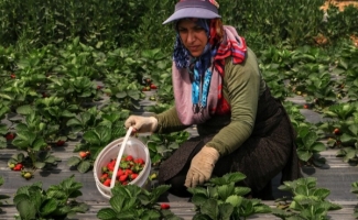 کشت توت فرنگی برای اولین بار در شهرستان/ ۳۵ تن برآورد برداشت پیش شده است