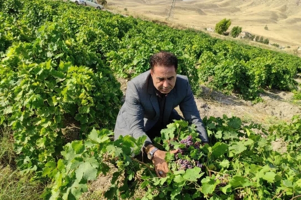 برداشت انگور یاقوتی از باغات شهرستان سرپل‌ذهاب آغاز شد