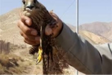 بازگشت یک بهله پرنده شکاری دلیجه به دامان طبیعت شهرستان