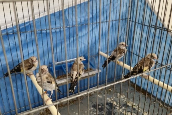 کشف و ضبط پنج قطعه سهره طلایی از متخلف زنده گیری پرندگان در شهرستان