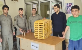 رهاسازی دو بال پرنده شکاری از نوع سارگپه و عقاب توسط مأمورین یگان حفاظت محیط زیست شهرستان