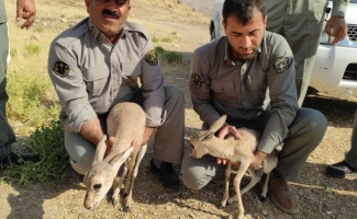 رها سازی ۲ رأس آهو در حیات وحش شهرستان