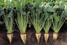 کشت ۱۳ درصد چغندرقند پائیزه کشور در شهرستان سرپل‌ذهاب