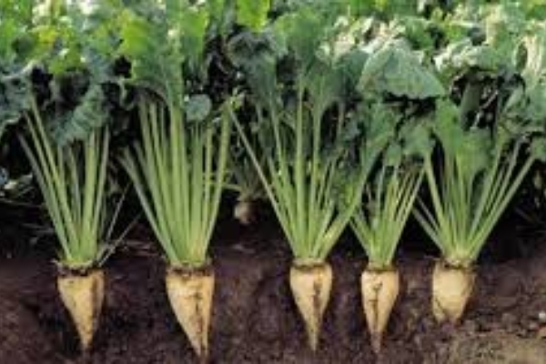 کشت ۱۳ درصد چغندرقند پائیزه کشور در شهرستان سرپل‌ذهاب