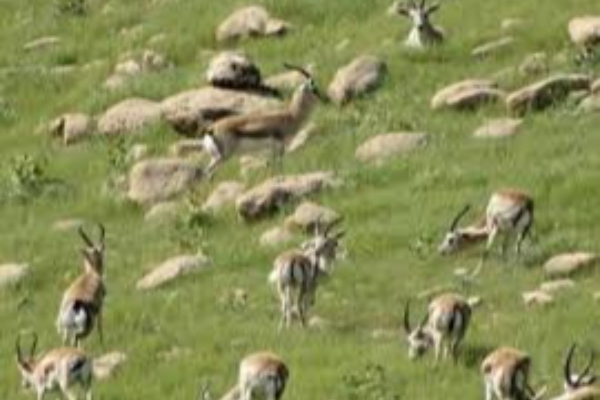 آهوان پناهگاه حیات وحش قراویز سرشماری شدند