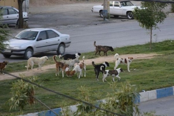 جولان سگ‌های ولگرد در کلان‌شهر بی‌کلانتر کرمانشاه