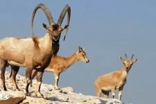 خطر در کمین گونه‌های کمیاب زاگرس‌نشین است