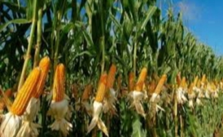 برداشت ۱۷۰  هزار تن ذرت علوفه‌ای و ۱۵ هزار تن ذرت دانه‌ای در شهرستان