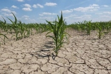 یادداشت؛ خشکسالی‌های مکرر و افت امنیت غذایی