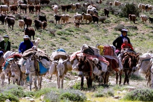 استقرار ۳۵۰۰ خانوار عشایری در مناطق قشلاقی کرمانشاه