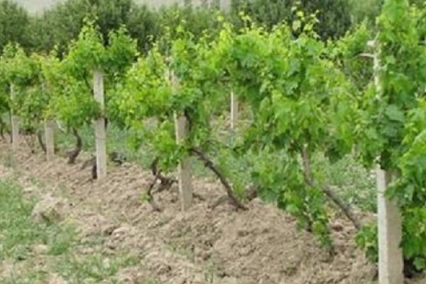 سرمایه‌گذاری در باغات زمینه‌ساز ارزآوری است