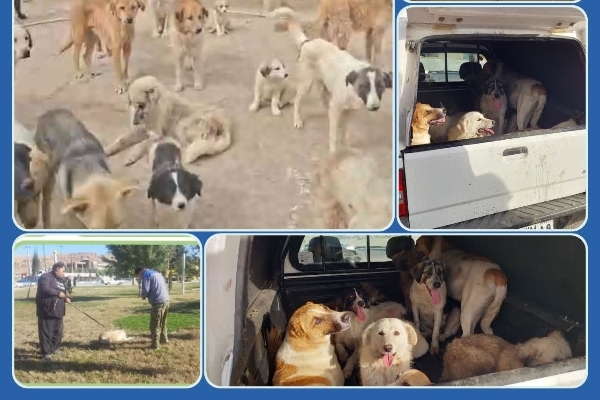 جمع‌آوری سگ‌های بلاصاحب از سطح شهر در راستای ارتقای بهداشت و امنیت شهروندان