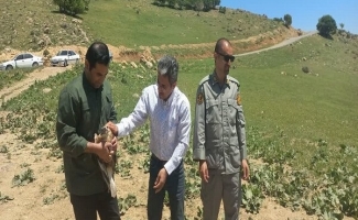 بازگشت دو پرنده شکاری به آسمان طبیعت سرپل‌ذهاب پس از درمان و مراقبت