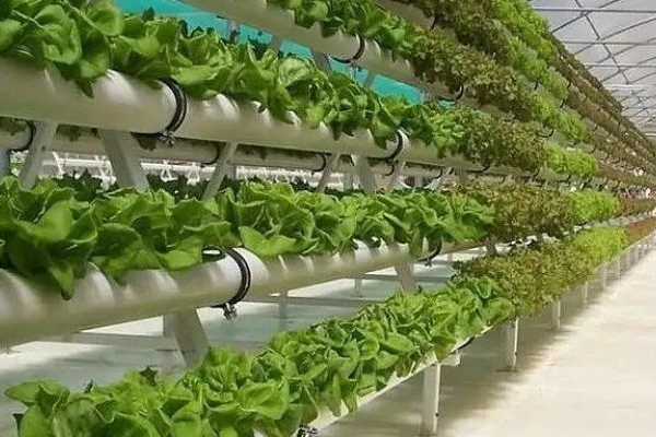 توسعه گلخانه‌ها راهکار عبور از تنش آبی است