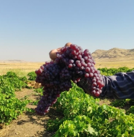 گزارش تصویری | آغاز برداشت انگور یاقوتی از باغات سرپل‌ذهاب