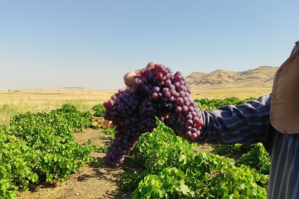 گزارش تصویری | آغاز برداشت انگور یاقوتی از باغات سرپل‌ذهاب