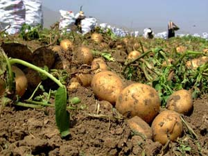برداشت قریب به 5 هزار تن سیب‌زمینی درشهرستان 