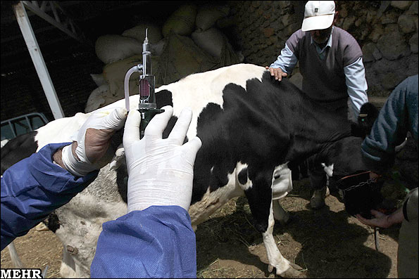 اجرای مرحله دوم واکسیناسیون بیماری تب برفکی درشهرستان