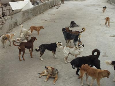 حضور سگهای ولگرد و مشکلات عدیده ای که برای شهروندان سرپل ذهابی در پی دارد / وقتی کمبودامکانات سبب به مناقصه گذاشتن اتلاف سگهای ولگرد می شود