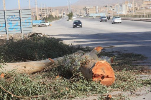 قطع سرمایه های زیست محیطی در حواشی سرپلذهاب/ وقتی درختان هم از دست سودجویان درامان نیستند/ جای خالی منابع طبیعی درطبیعت بربادرفته شهر