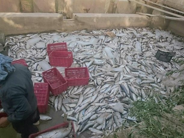 ورودموادشیمیایی به سراب ماراب باعث خسارت 100درصدی مزارع پرورش ماهی پاطاق شد/ مرگ 12 تن ماهی قزل آلا سردابی درشهرستان