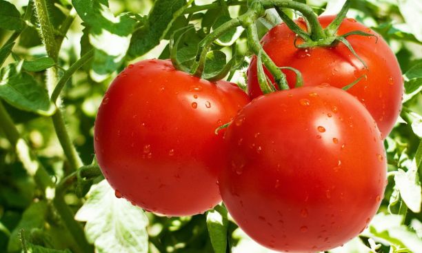 برداشت گوجه فرنگی از سطح 180 هکتار از مزارع سرپل ذهاب آغاز شد