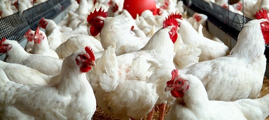  از عدم رعایت موازین بهداشتی تا امکان انتقال بیماریهای مشترک  / وقتی مردم بسته شدن واحدهای فروش مرغ زنده را مطالبه می کنند