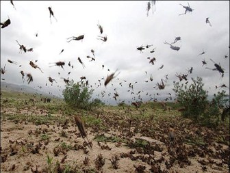 ازایجاد بیماریهای مختلف تا واردشدن ضرروزیان به مزارع کشاورزی / وقتی صدای جیرجیرک ها گوش خراش می شود