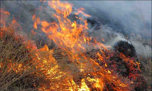 غنی‌ترین جنگلهای بلوط غرب کشور در ارتفاعات گردنه پاطاق در کام آتش سوخت