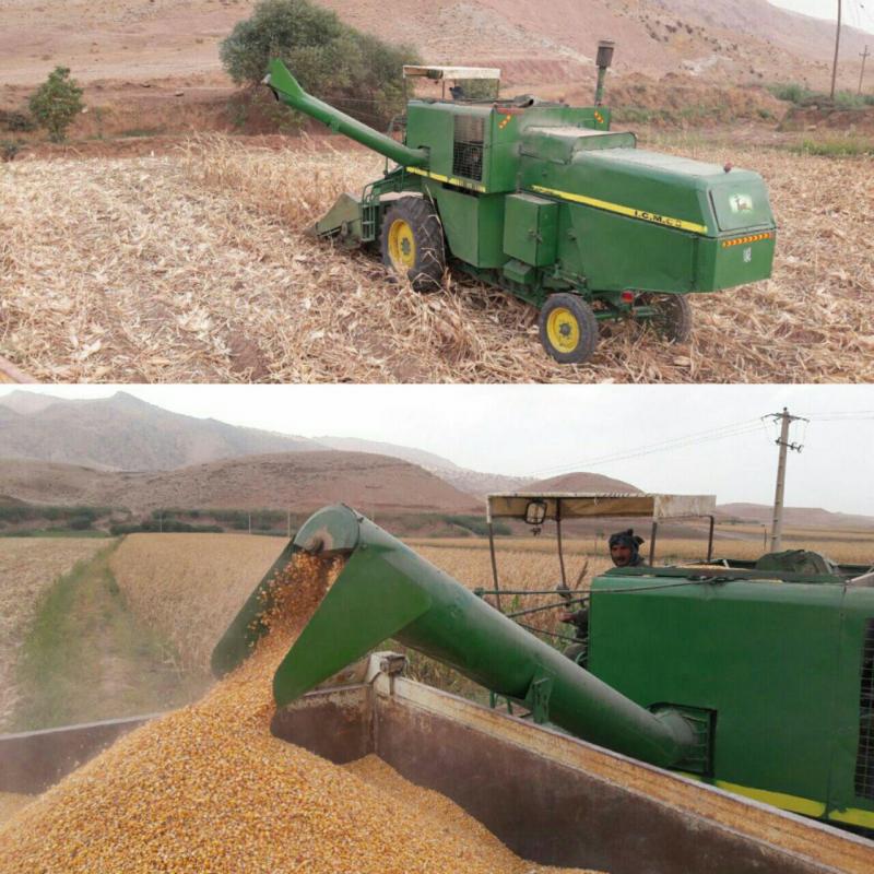  آغاز برداشت محصول ذرت از مزارع شهرستان / پیش بینی تولید 30 هزار تن ذرت دانه ای در شهرستان