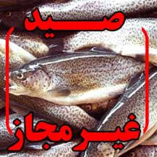 جلوگیری از تخلف شکارچیان نیازمند تجهیزات به روز یگان حفاظت محیط زیست است / لزوم برخورد قاطعانه با صیادان غیر مجاز ماهی از سد تنگ حمام شهرستان