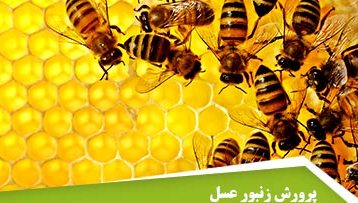 تجربه مهمترین معیار در پرورش زنبور عسل است / سیاستهای اقتصاد مقاومتی راهگشای مشکلات بیکاری جوانان است