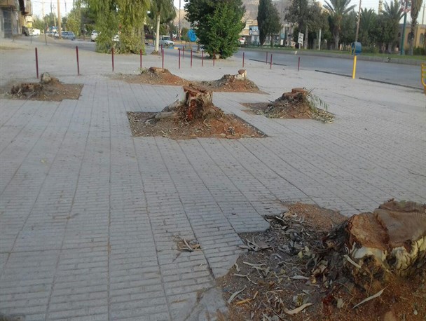  اقدام مامورین اداره برق بدون کسب مجوز از شهرداری / وقتی ناجی ریه های تنفسی شهر ازبین می روند