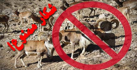 دستگیری شکارچیان غیرمجاز در منطقه شکار ممنوع انزل شهرستان