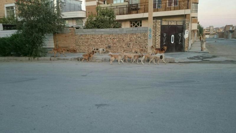 وقتی محوطه بیمارستان جولانگاه سگهای ولگرد خیابانی می شود / از نگرانی مردم شهرستان تا به مخاطره افتادن بهداشت فردی واجتماعی