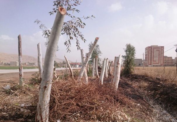 رد پای افراد سود جو در هرس ناشیانه درختان حاشیه شهر / وقتی چهره سبز شهرستان تاریک می شود 