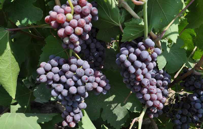 آب وهوای شهرستان مستعد باغداری است / تولید کنندگان انگور یاقوتی آموزشهای لازم رافراگیرند