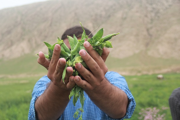 آغاز برداشت نخود فرنگی از مزارع شهرستان
