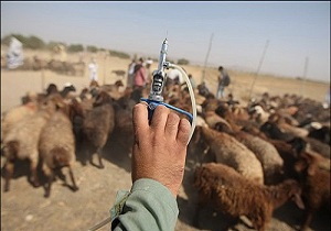 آغاز طرح واکسیناسیون دامهای شهرستان علیه بیماری آبله دام