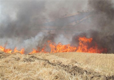  سیاهی دود وآتش بر آسمان مزارع برداشت شده در سرپلذهاب / ازایجاد مشکلات زیست محیطی تا آتشی که بر جان حاصلخیزی اراضی می افتد