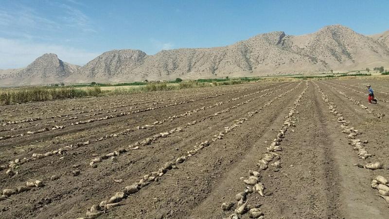 آغاز برداشت محصول چغندرقند از مزارع شهرستان / پیش بینی برداشت بیش از۲هزارتن درشهرستان