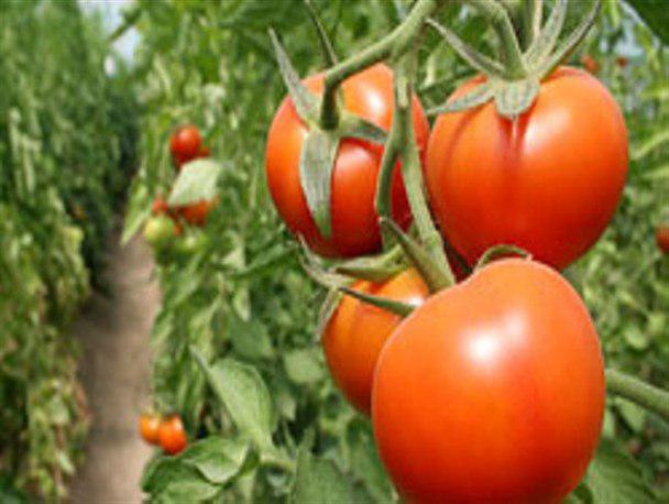 آغاز برداشت محصول گوجه فرنگی از مزارع / پیش بینی برداشت بیش از ۶۰ تن گوجه فرنگی درشهرستان