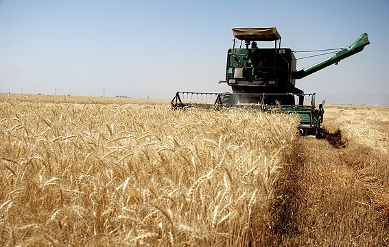 برداشت بیش از 70 هزارتن گندم از مزارع شهرستان 