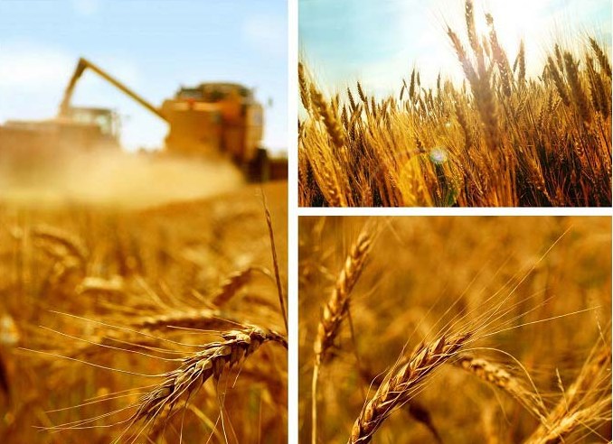 رعایت اصول کاشت گندم از راه های موثر در افزایش تولید است